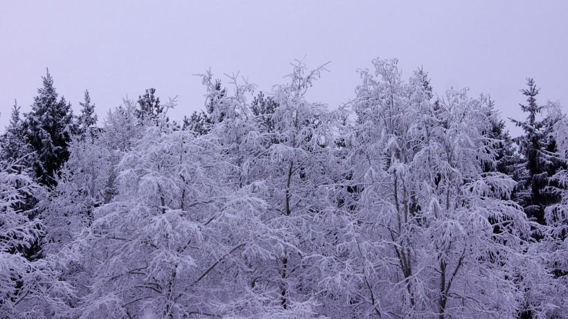 冬季唯美的森林雪景图片