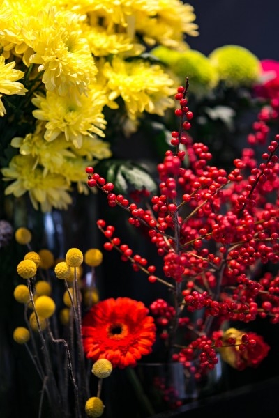 五颜六色的鲜花植物图片