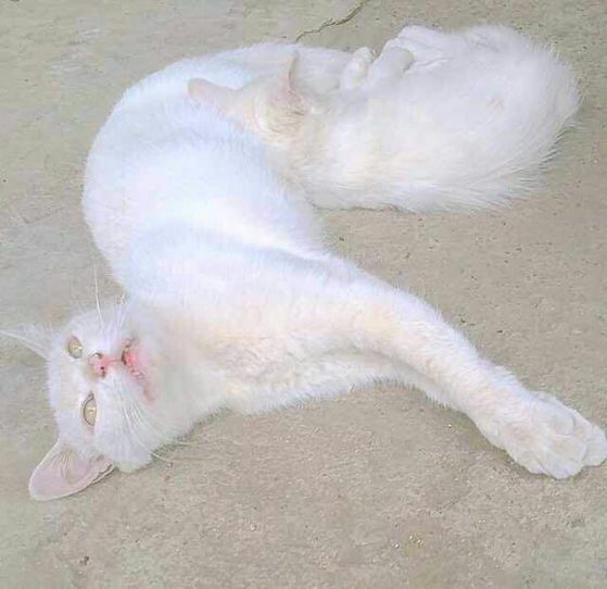 可爱的纯白小猫咪图片