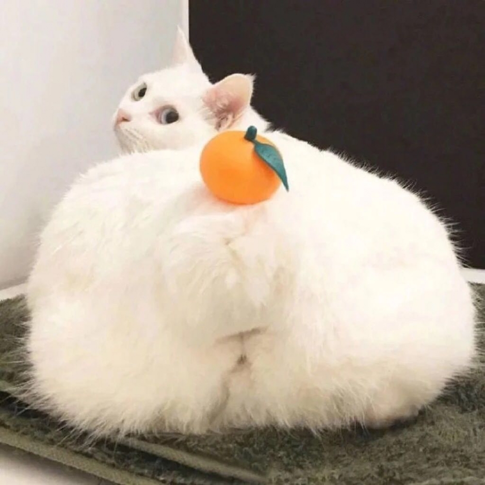 对你仍是偏爱可爱猫咪图片