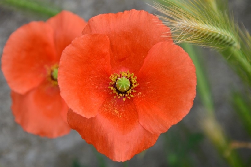 鲜红的罂粟花植物图片