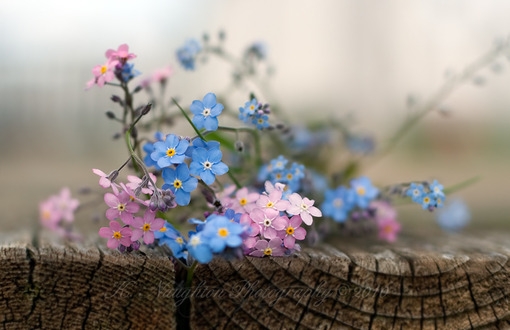 紫色的鲜花挂满了枝头鲜花小清新图片