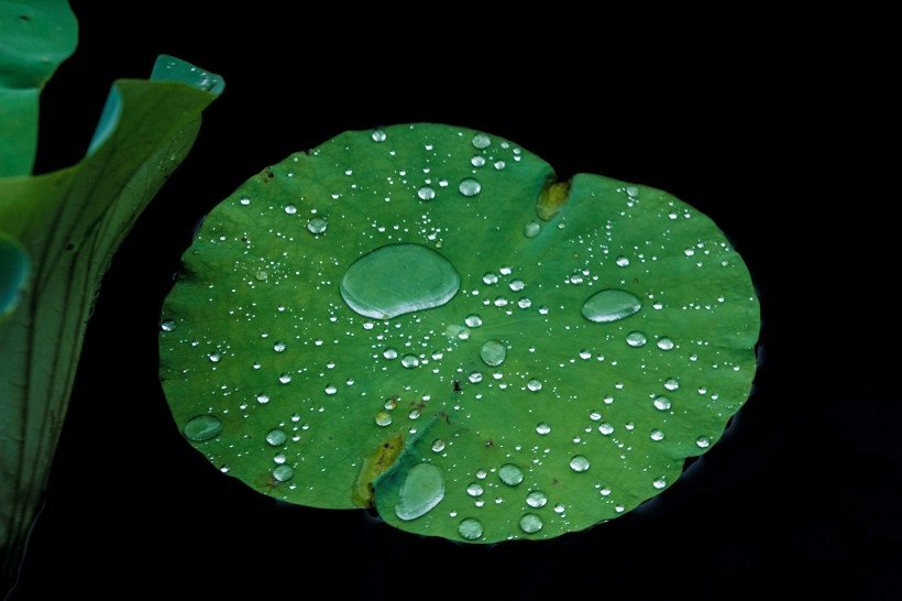 雨后池塘中的荷叶植物图片