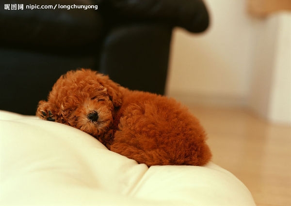 萌犬大本营可爱图片