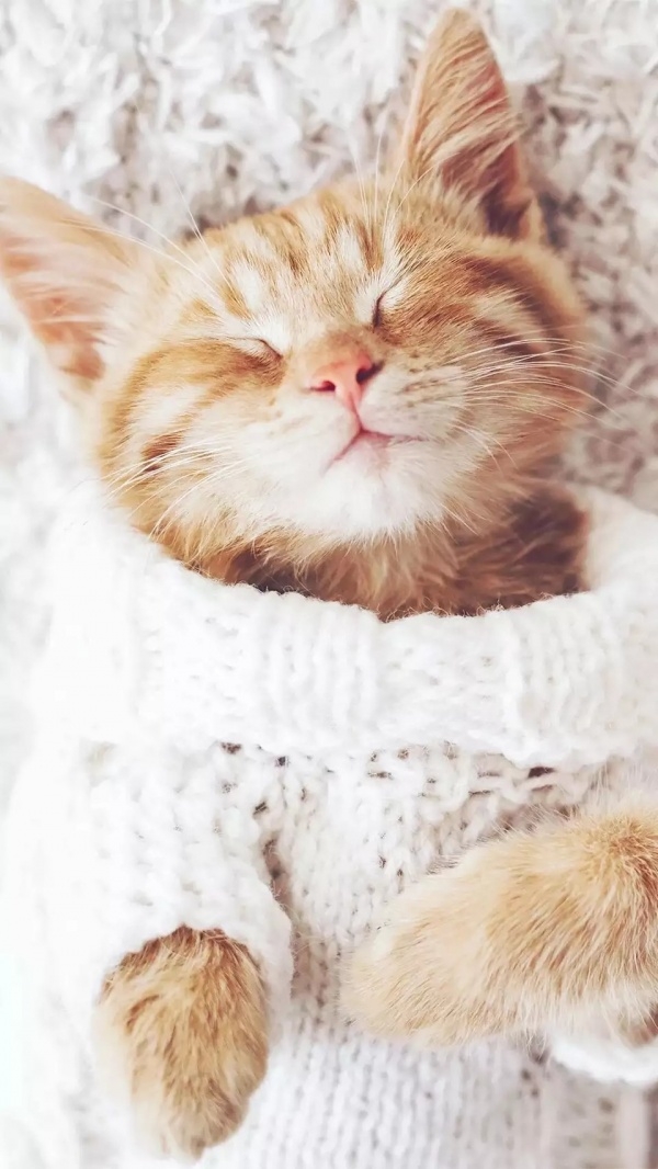 可爱到窒息的小猫咪图片