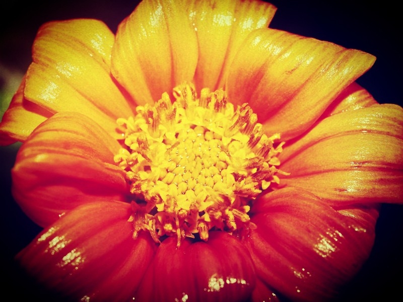 植物花蕊特写图片