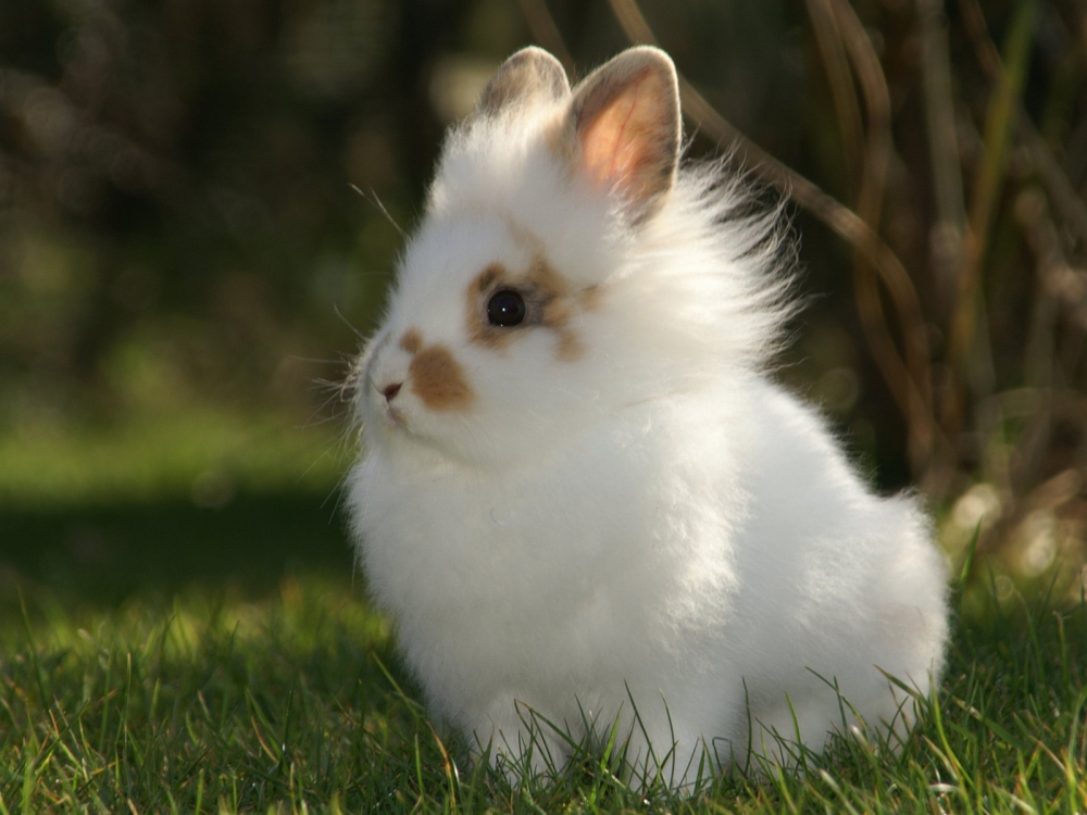 可爱的小白兔高清小清新壁纸
