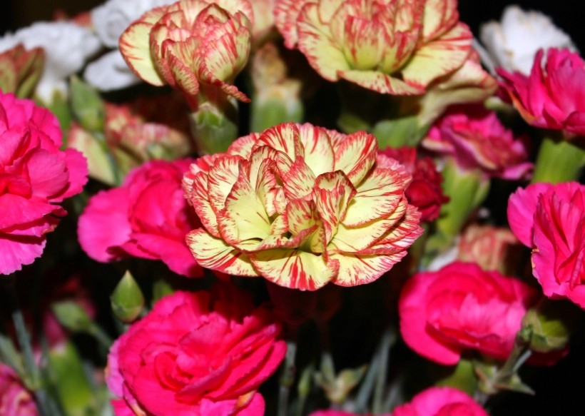 柔美多色康乃馨植物图片
