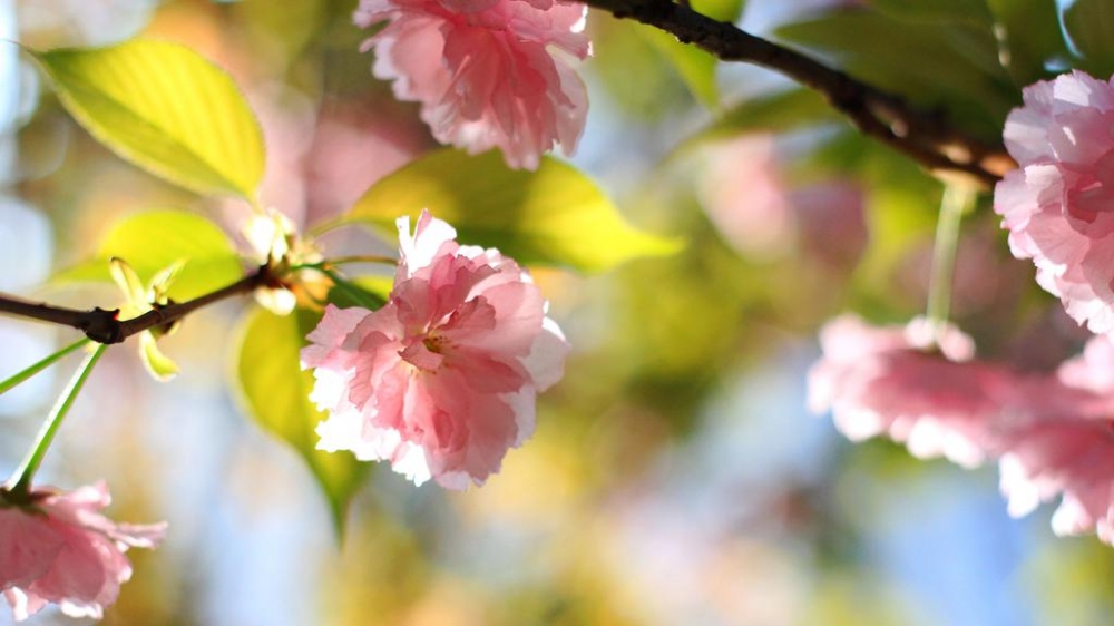 透过层层阳光遇见花夏天风景壁纸