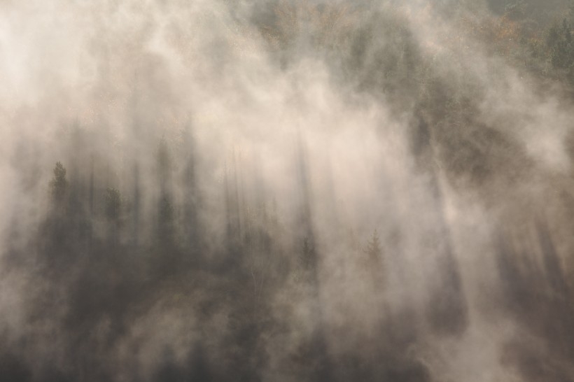 雾天的森林风景图片