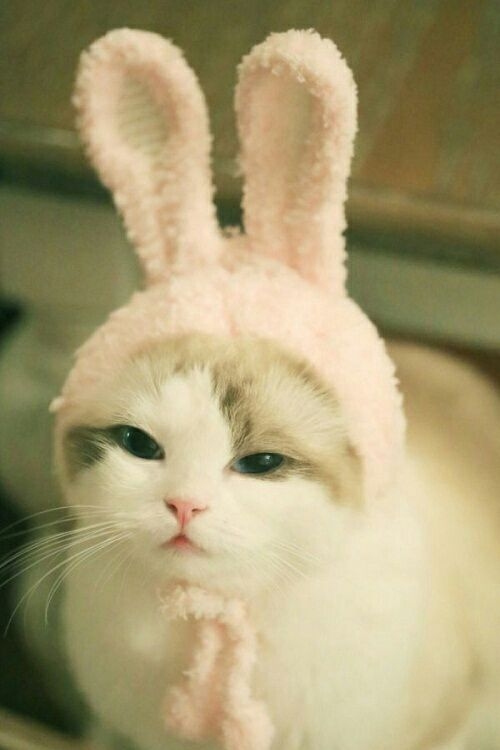 我不是猫咪是兔子可爱图片