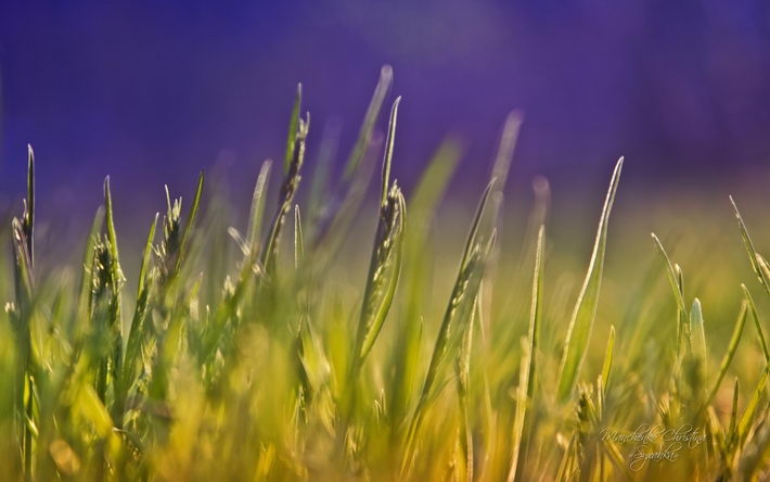 寻梦园植物唯美壁纸