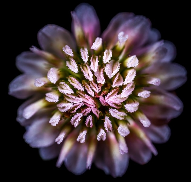 微距拍摄的植物花朵图片