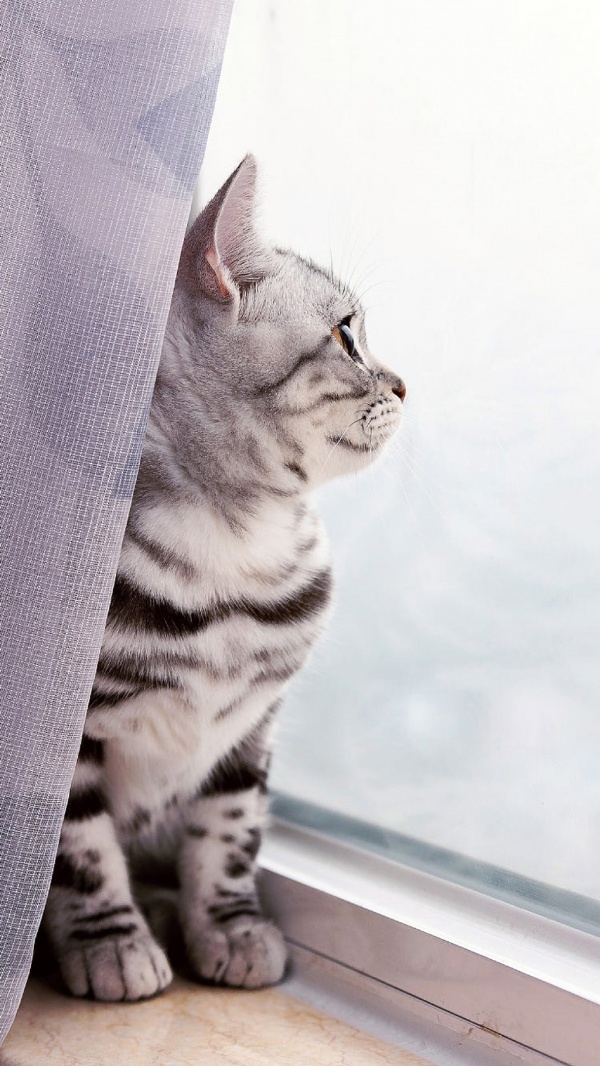 可爱到窒息的小猫咪图片