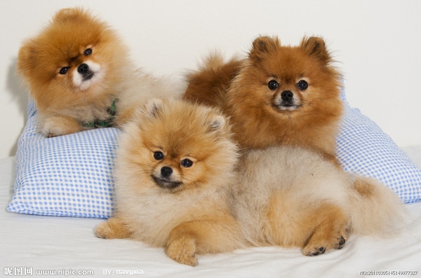萌犬大本营可爱图片