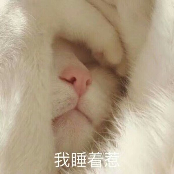 可爱的猫咪撒娇专用表情