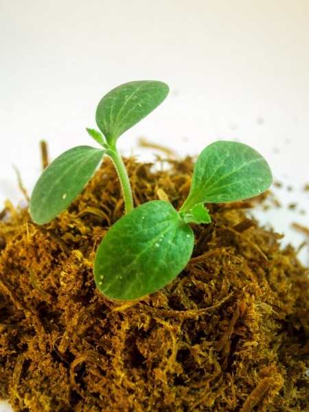 种子幼苗植物图片