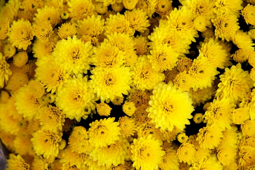 黄灿灿的菊花植物图片