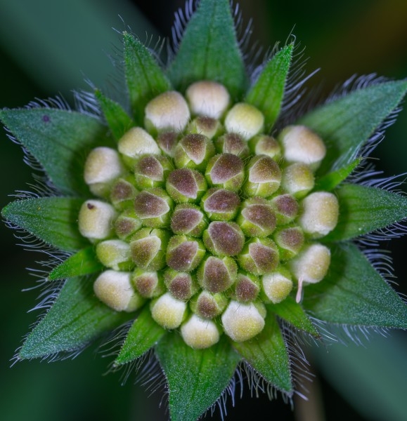 微距拍摄的植物花朵图片