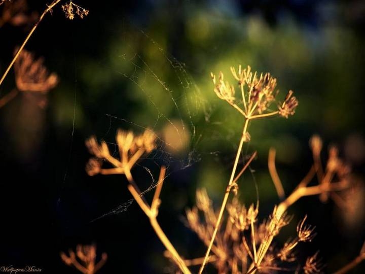 绿色小清新花草植物护眼壁纸