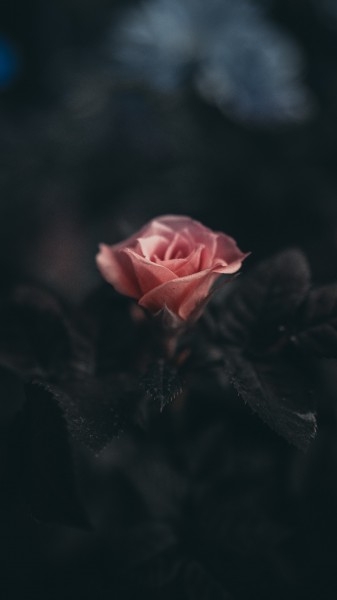 粉色的玫瑰花植物图片