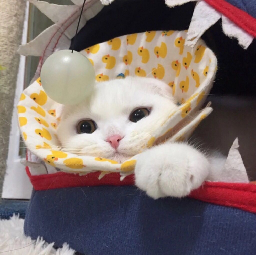 对你仍是偏爱可爱猫咪图片