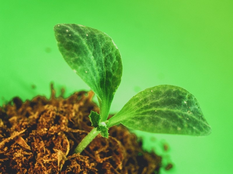 种子幼苗植物图片