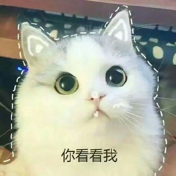 可爱的猫咪撒娇专用表情