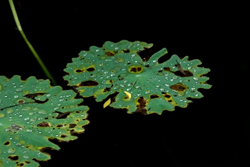 雨后池塘中的荷叶植物图片