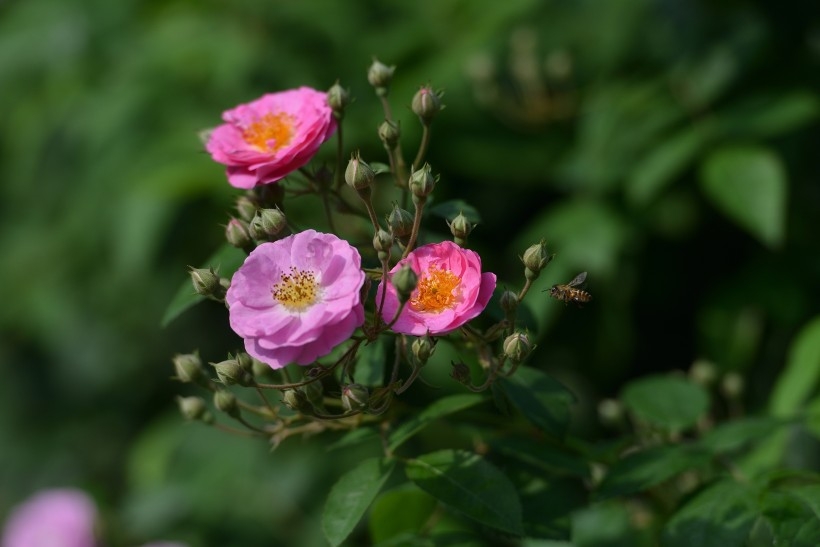 英国国花玫瑰植物图片