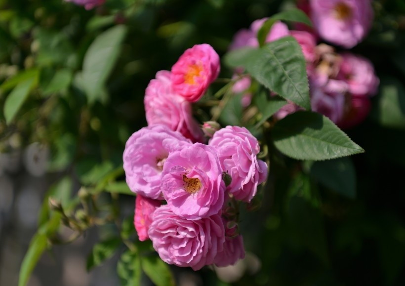 英国国花玫瑰植物图片