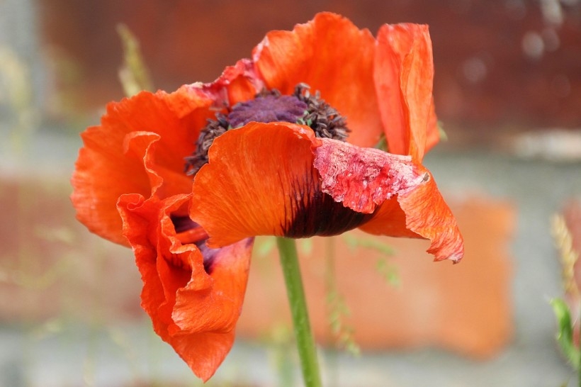 鲜红的罂粟花植物图片
