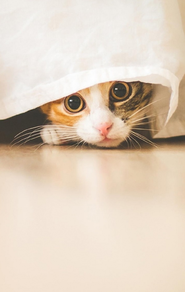 可爱到窒息的小猫咪图片