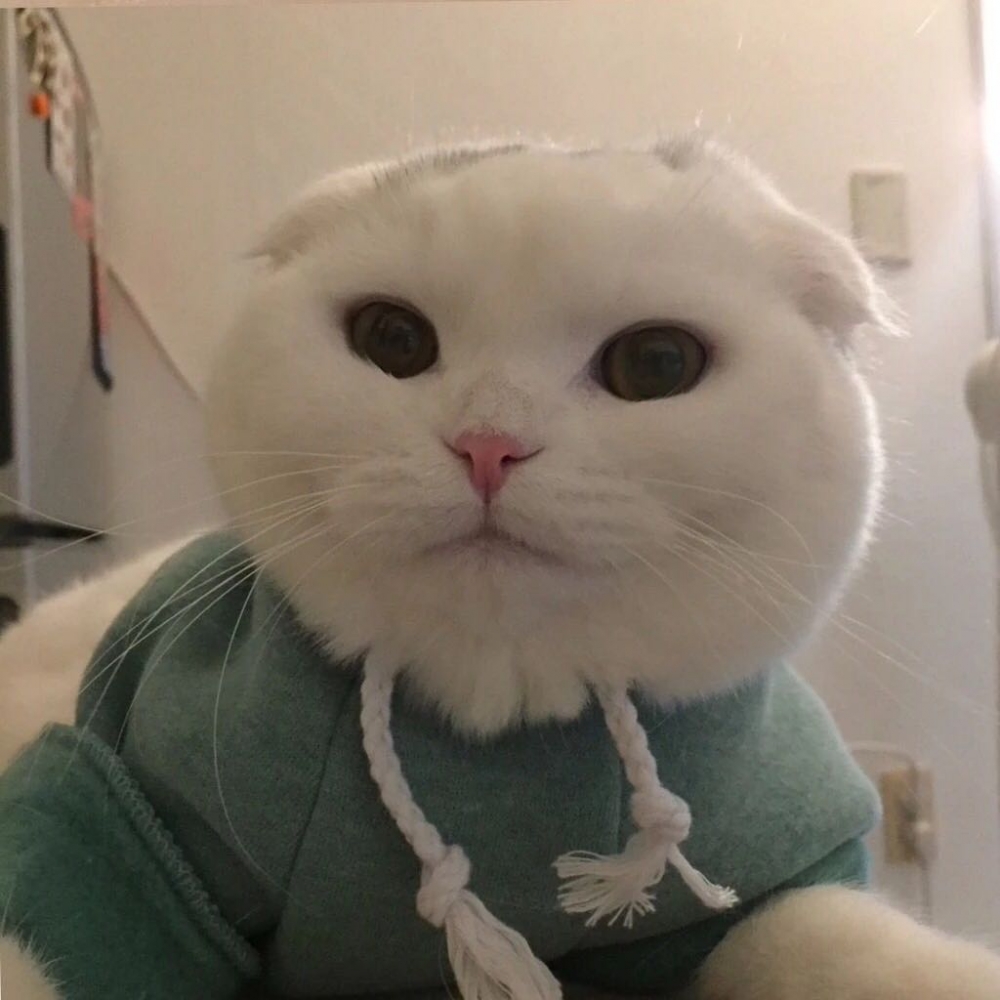对你仍是偏爱可爱猫咪图片