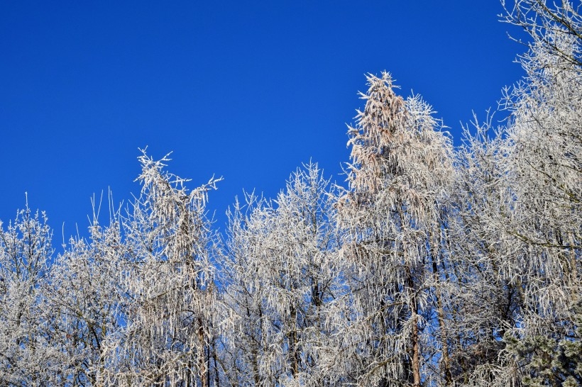 冬季唯美的森林雪景图片