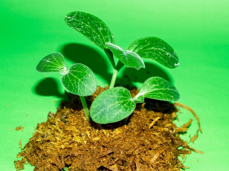 种子幼苗植物图片