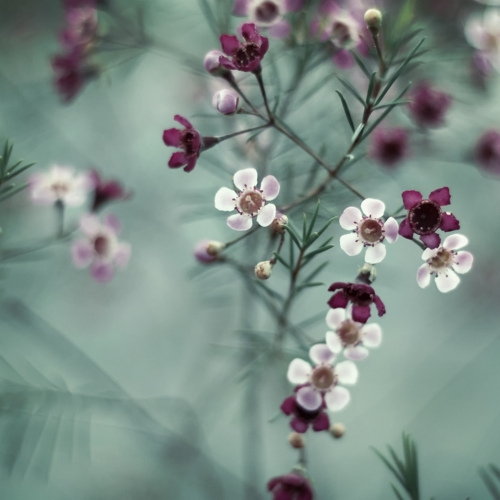 香花四季影动黄昏植物唯美小清新图片