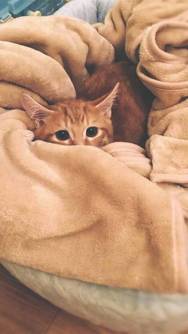 可爱到窒息的小猫咪图片