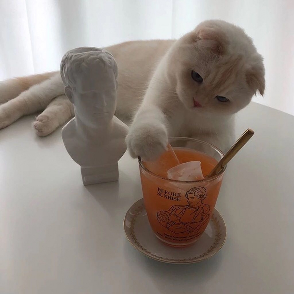 对你仍是偏爱可爱猫咪图片