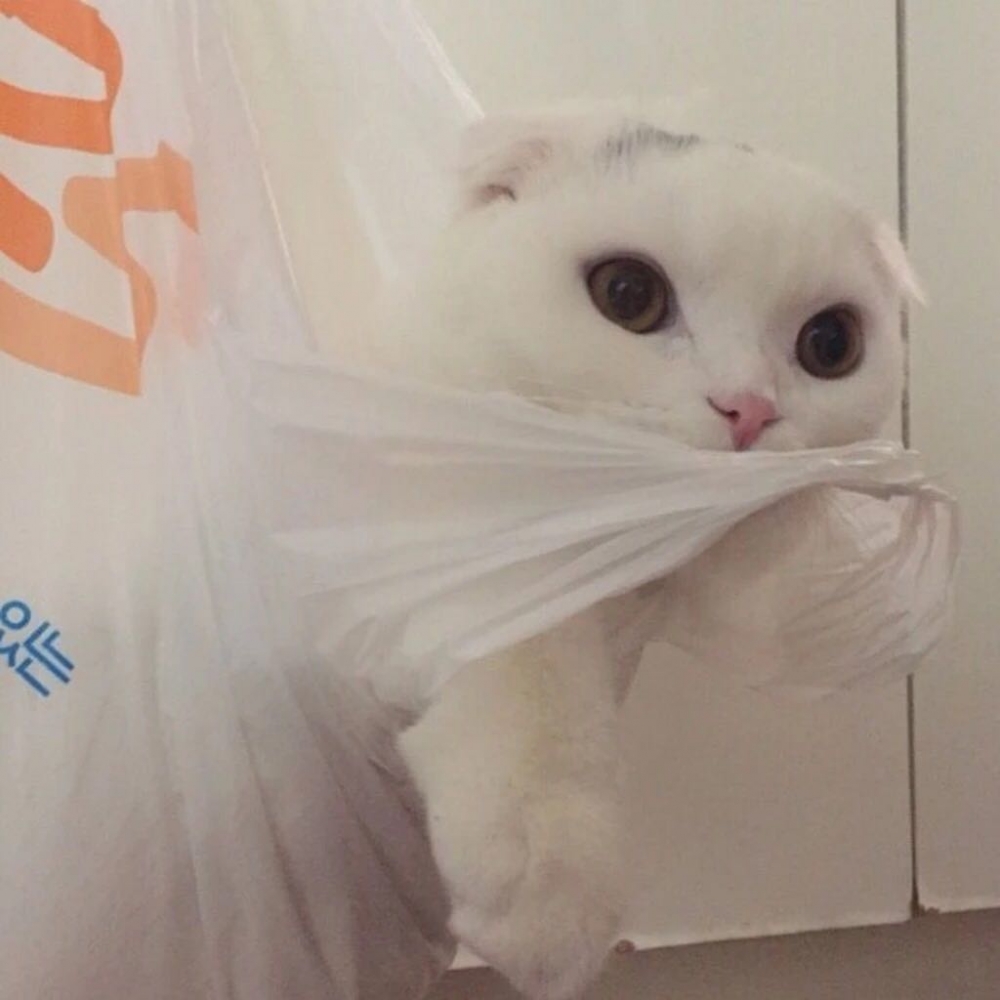 对你仍是偏爱可爱猫咪图片