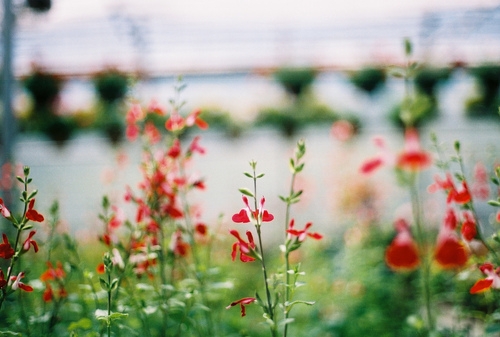 香花四季影动黄昏植物唯美小清新图片