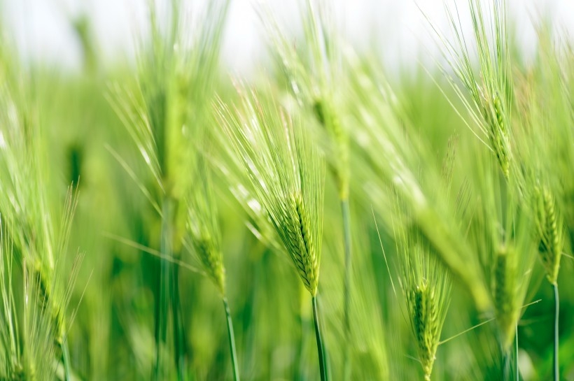 绿色的小麦穗植物图片