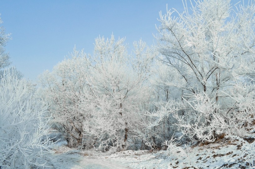 冬季唯美的森林雪景图片