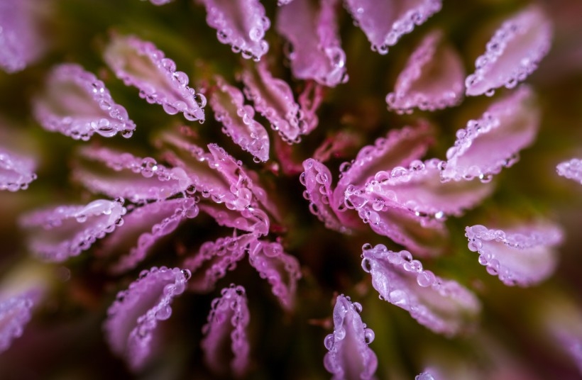 微距拍摄的植物花朵图片