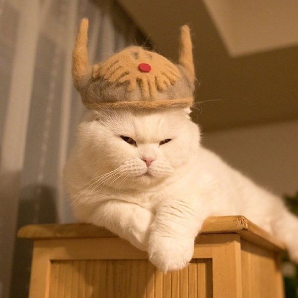 可爱猫咪黑客帝国图片
