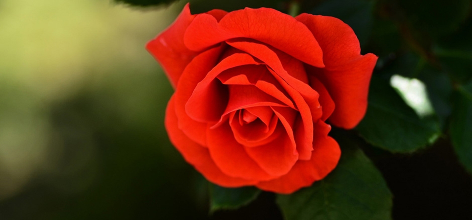 鲜红色玫瑰花植物护眼桌面壁纸