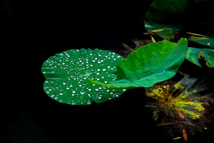 雨后池塘中的荷叶植物图片