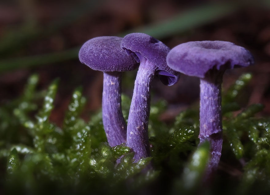 野生的20种蘑菇食材图片