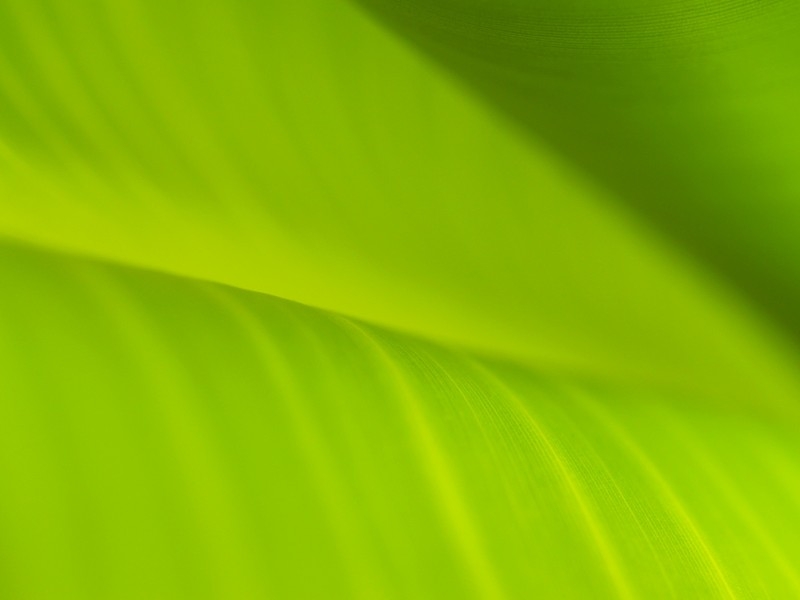 翠绿的叶子植物图片