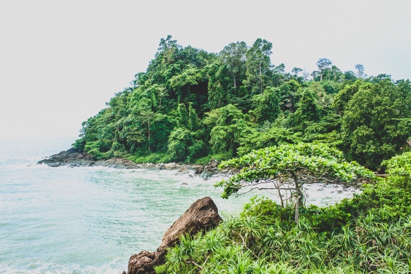绿意盎然的自然风景图片
